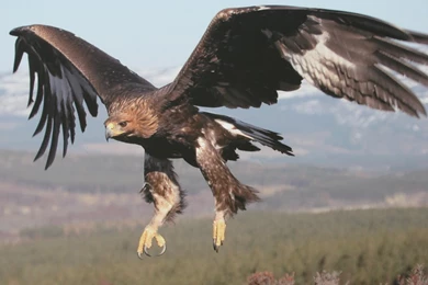 Beautiful Golden Eagle In Flight   Golden Eagles Wallpapers ...