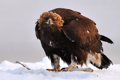 Snow Birds Eagles Golden Eagle Wallpapers