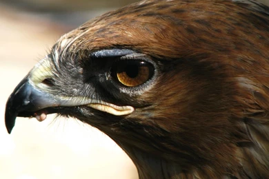 Download Golden Eagle Wallpapers