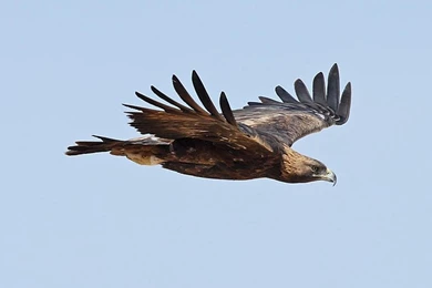 Golden Eagle Desktop And Mobile Wallpapers Wallippo