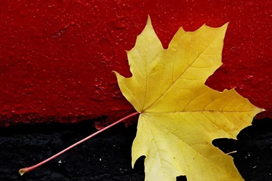 Red Black Maple Leaf Abstract Hd Wallpapers   (