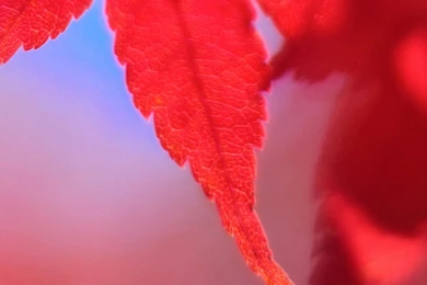 Red Maple Leaf LG G4 Wallpapers