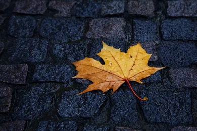 Maple Leaf Minimalistic Roads Stones Wallpapers