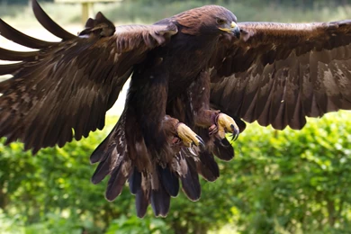 Golden Eagle Wallpaper, Animals / Birds: Golden Eagle, Mexico ...