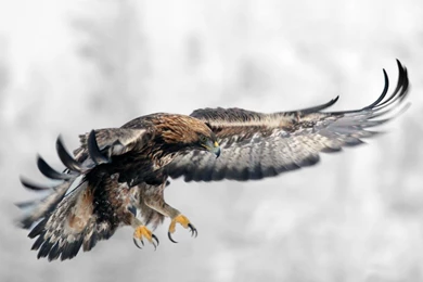 New Eagle Wallpapers