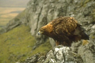 FREE Desktop Wallpapers Western Sporting