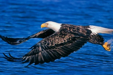 Eagle Desktop Wallpapers   Wallpapers Cave