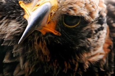 Golden Eagle iPhone 6 Wallpapers, iPhone 6 Backgrounds And Themes