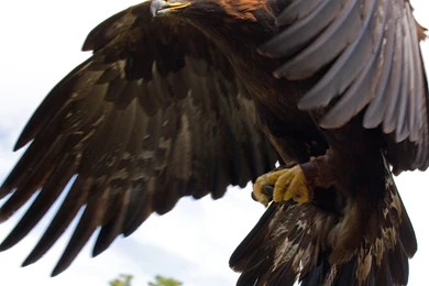 Golden Eagle Flying   Wallpaper.