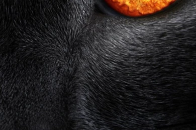 Free Apple iPhone 5 Wallpapers Download – HD Wallpapers Free Download