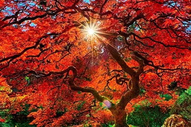 Nature Autumn Paradise Landscape iPad Wallpapers Download