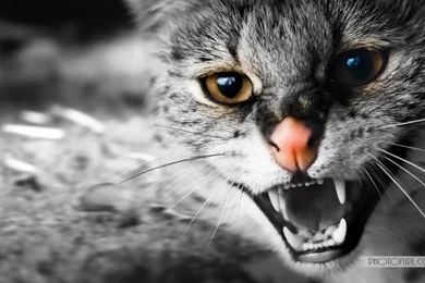 Fantastic Squirrel Wallpapers 980×612