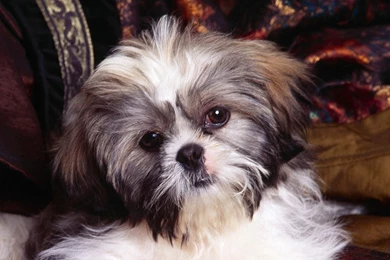 Fantastic Wallpapers Teddybear64 Wallpapers (20181721) Fanpop