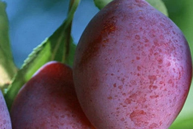 Sweet Ebony iPhone 6 Wallpapers