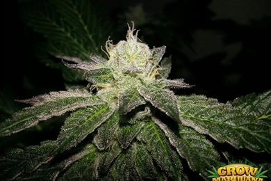 Wallpapers Cannabis Girl Scout Cookies Marijuana .2 1024x768 ...