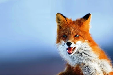 Fox Animal HD Wallpapers