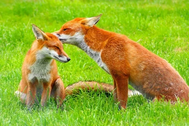 HD Lovely Couple Fox 1920×1080 Wallpapers Full Size ...