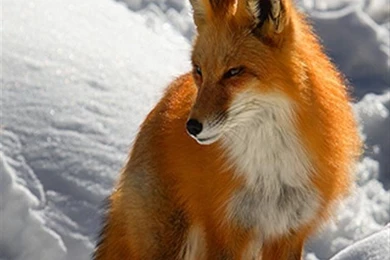 White Fox iPhone Wallpapers, iPhone 5(s)/4(s)/3G Wallpapers