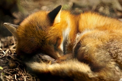 Pets & Animals iPad Wallpapers