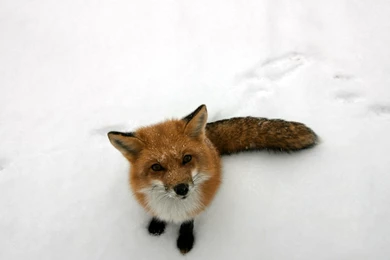 Fox Computer Wallpapers, Desktop Backgrounds