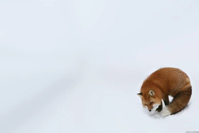 Fox Computer Wallpapers, Desktop Backgrounds