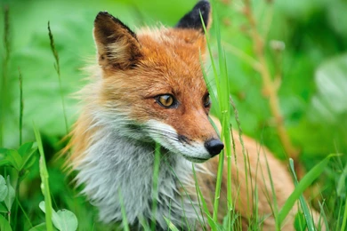 Fox Animal Wallpapers
