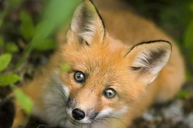 Download Animal Fox Wallpapers 1920x1200