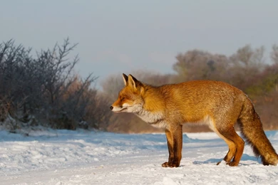 Fox Computer Wallpapers, Desktop Backgrounds