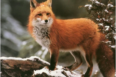 1024x768px Red Fox