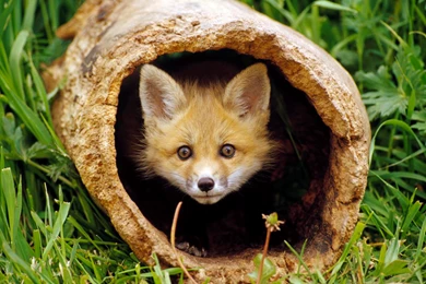 Desktop Animal Fox Pictures Wallpapers