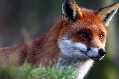 Cool Fox Wallpapers As Well As Wild Red Fox Along With Cool ...