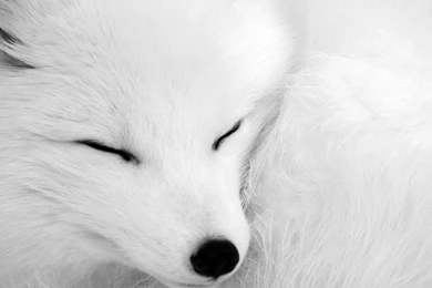 Arctic Fox Wallpapers Full HD : Animal Wallpapers   Kokean.com