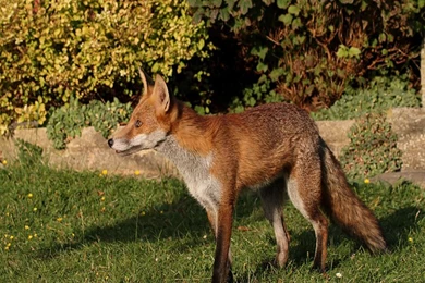 Fox Animal