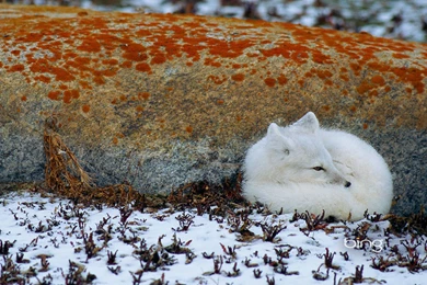 Snow Fox HD Photography Wallpapers 3 － Animal Wallpapers   Free ...