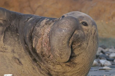 Ugly Dog Wallpapers   Wallpapers Cave