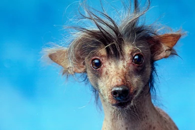 Ugly Dog Pictures Images Photos   All Wallpapers New