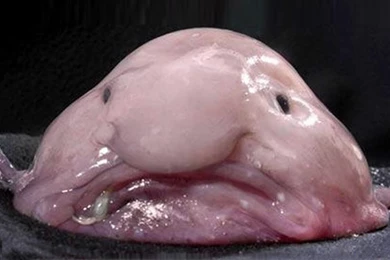 Meet The World's Ugliest Animal: Blobfish!   TODAY.com