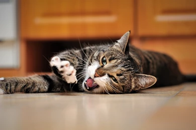 Cute Relaxing Wallpapers