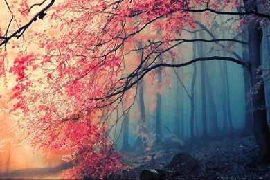 Fog Deep Forest 1366x768 Widescreen Hd Wallpaper