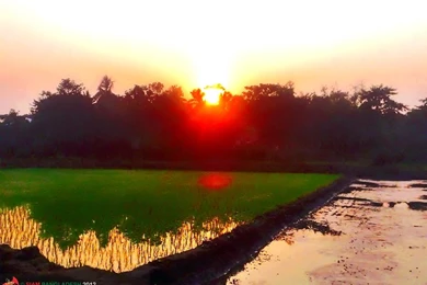 Flag Of Bangladesh   The Symbol Of Natural Landscape