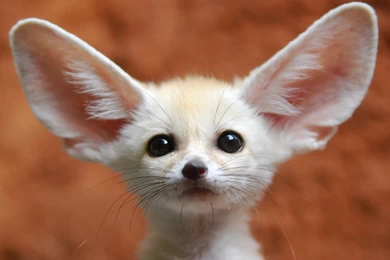 Fennec Fox Wallpapers