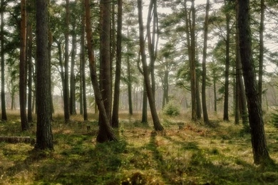 Dream Forest 5760 X 1200 " Triple Monitor Wallpapers "   .