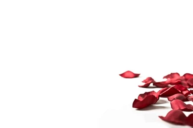 Rose Petals Backgrounds   Wallpapers Zone