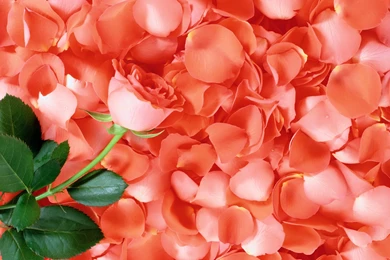 3665x3514px » Rose Petals Wallpapers