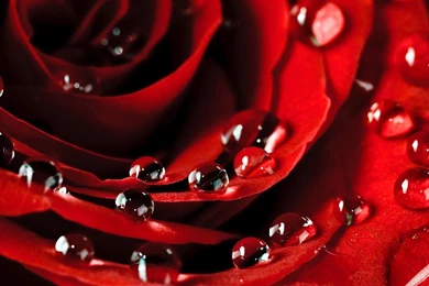 Rose Petals Live Wallpapers   Android Apps And Tests   AndroidPIT
