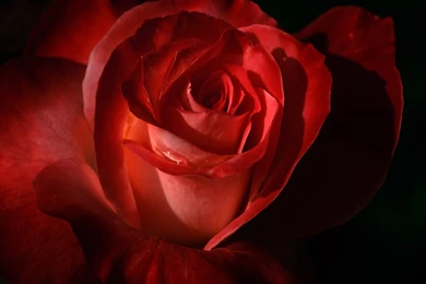 Download 1280x1024 Red Rose Petals Wallpapers