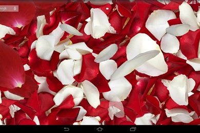 Petals 3D Live Wallpapers   Android Apps On Google Play