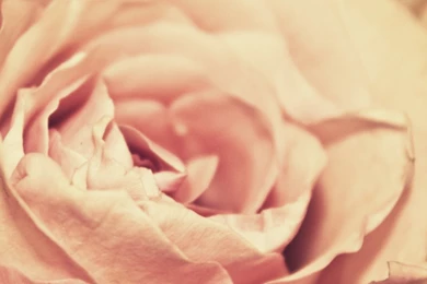 Pink Rose Petals HD Desktop Wallpapers : High Definition ...