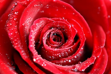 Download Water Droplets On Rose Petals Wallpapers In 1920x1285 ...