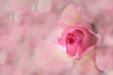 Pink Flower, Rose, Bud, Petals, Flare Wallpaper,Pink Wallpapers ...